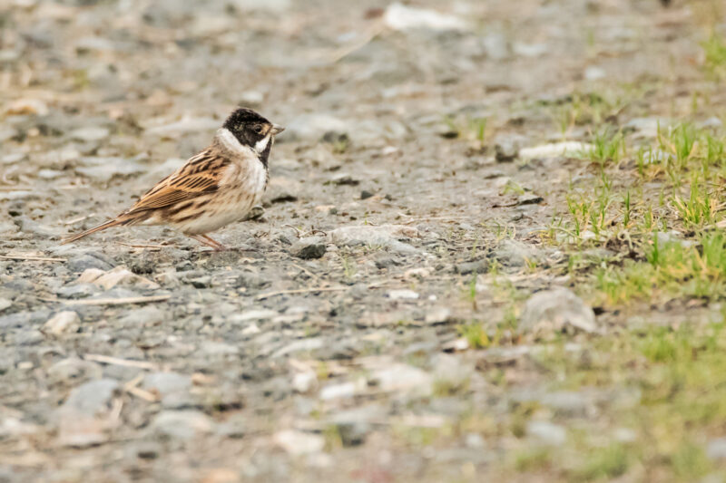 Bruant des roseaux mâle
